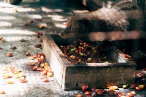 cea-mai-scumpa-cafea-din-lume-este-produsa-de-un-animal
